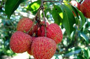 白糖罌荔枝 白糖罌荔枝