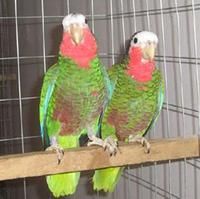 西古巴亞馬遜鸚鵡 西古巴亞馬遜鸚鵡