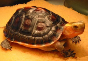 黃緣閉殼龜 黃緣閉殼龜