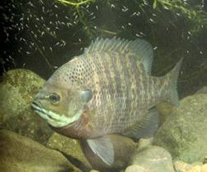 藍鰓太陽魚 藍鰓太陽魚