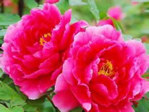 靈岩牡丹園 靈岩牡丹園