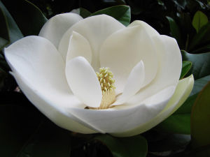 雪白風情 雪白風情