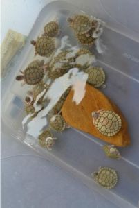 黃金果凍龜幼體