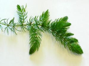 金魚藻屬 金魚藻屬