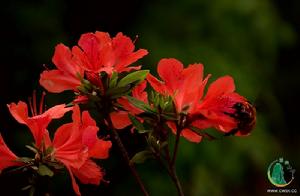 石峰杜鵑 石峰杜鵑