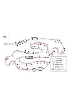 骨橋蛋白 骨橋蛋白