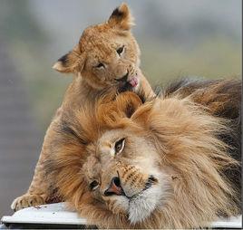 大貓傳奇 大貓傳奇