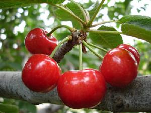 布萊特甜櫻桃<a name="ref_&#91;1&#93;"></a>