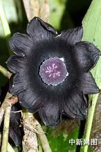 叢生蜘蛛抱蛋 叢生蜘蛛抱蛋