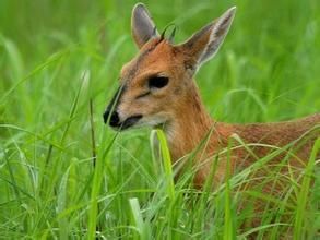坦桑麂羚