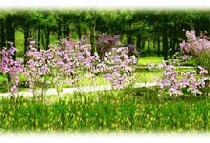 黑龍江省森林植物園