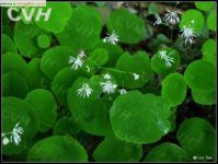 盾葉唐松草 盾葉唐松草