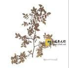 光葉絹毛薔薇 光葉絹毛薔薇