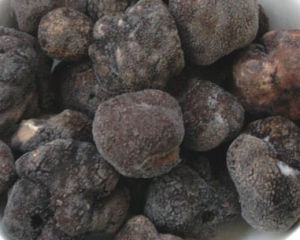 塊菌是一類地下真菌