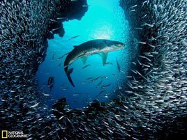 大開曼島 大開曼島