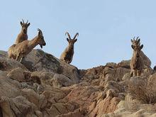 甘肅馬鬃山北山羊