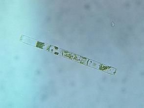 細柱藻 細柱藻