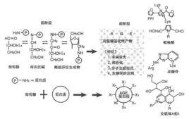 晚期糖基化終末產物 晚期糖基化終末產物