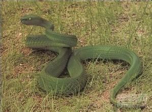 台灣竹葉青蛇 台灣竹葉青蛇