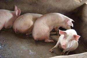 右卡自然村-生豬養殖