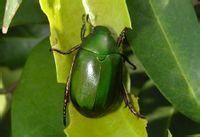 美人蕉紅腳綠金龜 美人蕉紅腳綠金龜