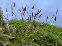 伊春紅葉蘚 伊春紅葉蘚