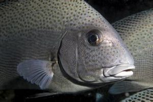 嗜石鱸蟲屬 嗜石鱸蟲屬