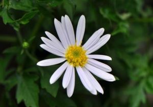 粗毛阿爾泰狗娃花 粗毛阿爾泰狗娃花