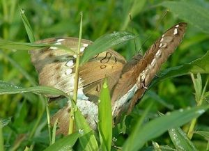 嘉翠蛺蝶 嘉翠蛺蝶