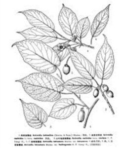 心葉海棠獼猴桃