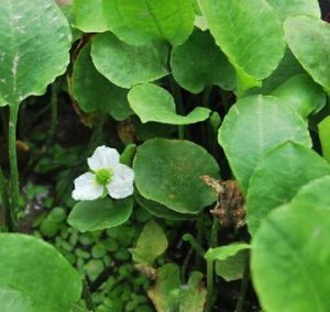 短喙毛茛 短喙毛茛