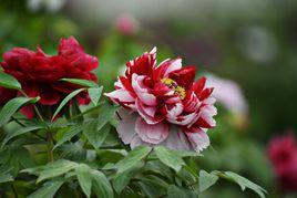 天彭牡丹 天彭牡丹