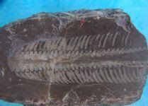 阿門角石屬 阿門角石屬