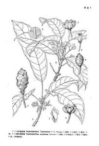 脈葉虎皮楠 脈葉虎皮楠