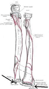 橈骨莖突 橈骨莖突