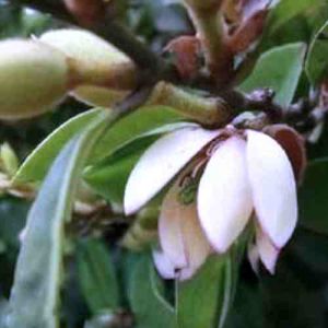 香籽含笑 香籽含笑