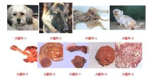 犬瘟熱病