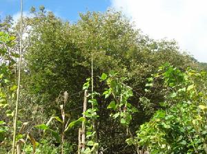 打散村農村經濟-經濟林