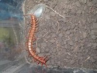 紅龍蜈蚣