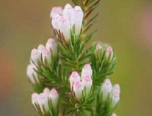 （圖）白色石南