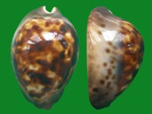 新開扭索螺 新開扭索螺