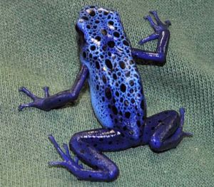 它產生的毒液一次能殺死10個人