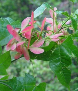 秀麗槭(原變種) 秀麗槭(原變種)