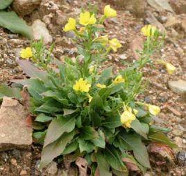 月見草油[中藥]