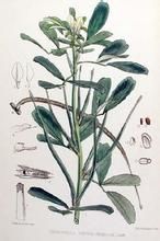 吳茱萸鞘鏽菌 吳茱萸鞘鏽菌