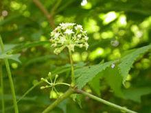 吉林省敦化市黑石鄉