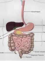 消化道出血 消化道出血