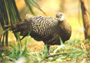 灰孔雀雉