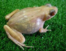 全透明青蛙 全透明青蛙