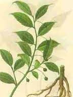 武功山冬青 武功山冬青